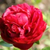 Paeonia Lactiflora 'Henry Bockstoce' (Staudenpfingstrose)