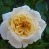 Rose 'Honeymilk' (Zwergrose | Patiorose) -Gartenpflanzen Verkaufsladen 2002260 Rose 20Honeymilk Zwergrose 20 20Patiorose 1