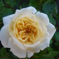 Rose 'Honeymilk' (Zwergrose | Patiorose)