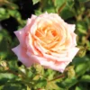 Rose 'Peach Clementine' (Zwergrose | Patiorose)