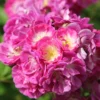 Rose 'Perennial Blue' (Rambler)