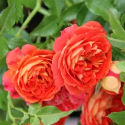 Rose 'Starlet Rose Carmen' (Kletterrose)