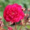 Rose 'Starlet Rose Lola (Luisa)' (Kletterrose) 1 Rose 'Starlet Rose Lola (Luisa)' (Kletterrose) -Gartenpflanzen Verkaufsladen 2002270 Rose 20Starlet 20Rose 20Lola 20Luisa 20 Kletterrose 1