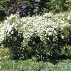 Rose 'Guirlande D'Amour' (Rambler) -Gartenpflanzen Verkaufsladen 2002272 Rose 20Guirlande 20dAmour Rambler 3