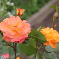 Rose 'Westzeit' (Beetrose)