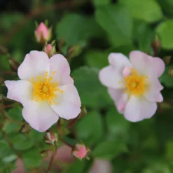 Rose 'Apfelblüte' (Bodendeckerrose)