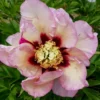 Paeonia Itoh-Hybride 'Pastel Splendor' (Intersektionelle Pfingstrose) -Gartenpflanzen Verkaufsladen 2002345 Paeonia 20Itoh Hybride 20Pastel 20Splendor Intersektionelle 20Pfingstrose 1