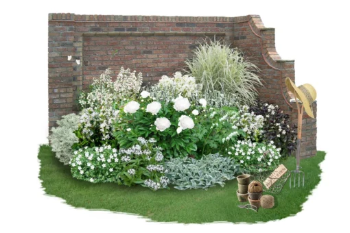 Zeitlose Eleganz In Weiß (Der Englische Klassiker) -Gartenpflanzen Verkaufsladen 2002359 Zeitlose 20Eleganz 20in 20Weiss Der 20englische 20Klassiker 1