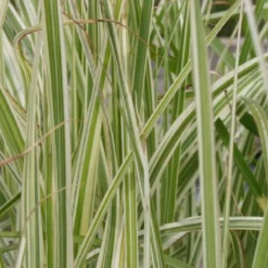 Zeitlose Eleganz In Weiß (Der Englische Klassiker) 25 Zeitlose Eleganz In Weiß (Der Englische Klassiker) -Gartenpflanzen Verkaufsladen 2002359 Zeitlose 20Eleganz 20in 20Weiss Der 20englische 20Klassiker 10