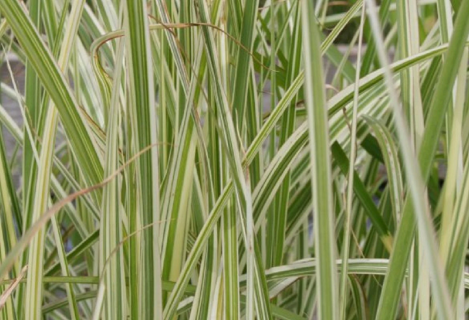 Zeitlose Eleganz In Weiß (Der Englische Klassiker) 12 Zeitlose Eleganz In Weiß (Der Englische Klassiker) – Bild 10