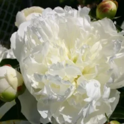 Zeitlose Eleganz In Weiß (Der Englische Klassiker) 26 Zeitlose Eleganz In Weiß (Der Englische Klassiker) -Gartenpflanzen Verkaufsladen 2002359 Zeitlose 20Eleganz 20in 20Weiss Der 20englische 20Klassiker 11