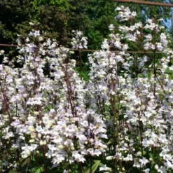 Zeitlose Eleganz In Weiß (Der Englische Klassiker) 27 Zeitlose Eleganz In Weiß (Der Englische Klassiker) -Gartenpflanzen Verkaufsladen 2002359 Zeitlose 20Eleganz 20in 20Weiss Der 20englische 20Klassiker 12