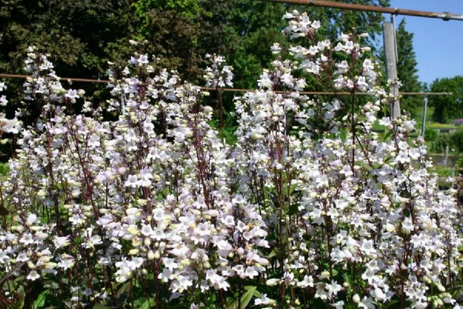 Zeitlose Eleganz In Weiß (Der Englische Klassiker) 14 Zeitlose Eleganz In Weiß (Der Englische Klassiker) – Bild 12