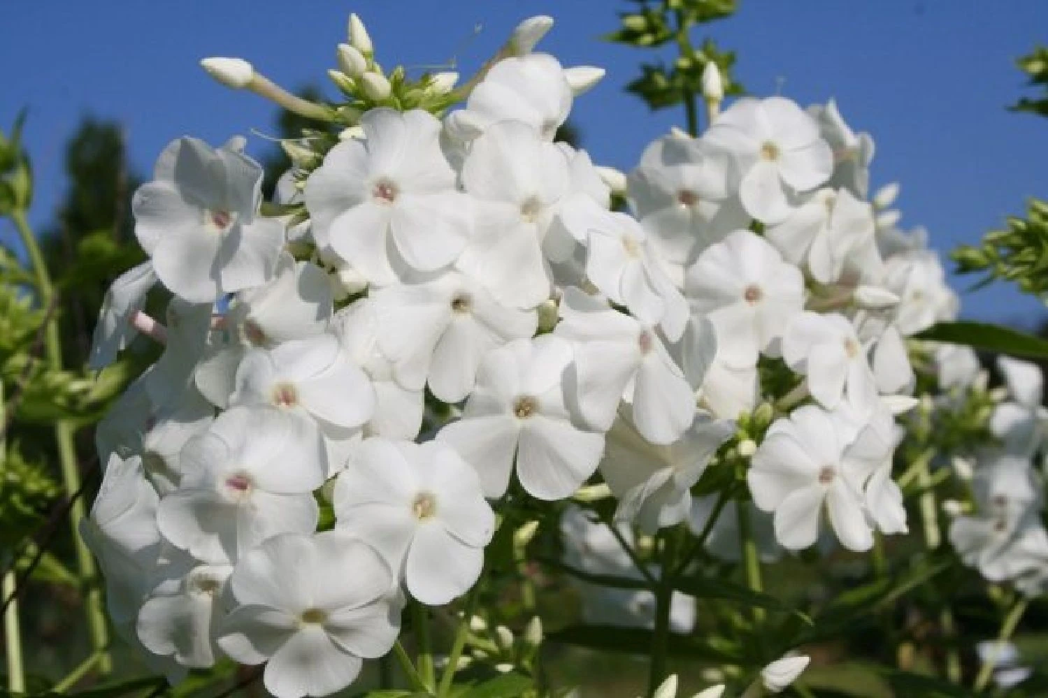 Zeitlose Eleganz In Weiß (Der Englische Klassiker) 15 Zeitlose Eleganz In Weiß (Der Englische Klassiker) – Bild 13