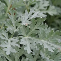 Zeitlose Eleganz In Weiß (Der Englische Klassiker) 18 Zeitlose Eleganz In Weiß (Der Englische Klassiker) -Gartenpflanzen Verkaufsladen 2002359 Zeitlose 20Eleganz 20in 20Weiss Der 20englische 20Klassiker 3