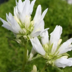 Zeitlose Eleganz In Weiß (Der Englische Klassiker) 19 Zeitlose Eleganz In Weiß (Der Englische Klassiker) -Gartenpflanzen Verkaufsladen 2002359 Zeitlose 20Eleganz 20in 20Weiss Der 20englische 20Klassiker 4