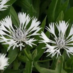 Zeitlose Eleganz In Weiß (Der Englische Klassiker) 20 Zeitlose Eleganz In Weiß (Der Englische Klassiker) -Gartenpflanzen Verkaufsladen 2002359 Zeitlose 20Eleganz 20in 20Weiss Der 20englische 20Klassiker 5