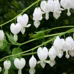 Zeitlose Eleganz In Weiß (Der Englische Klassiker) 21 Zeitlose Eleganz In Weiß (Der Englische Klassiker) -Gartenpflanzen Verkaufsladen 2002359 Zeitlose 20Eleganz 20in 20Weiss Der 20englische 20Klassiker 6