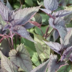 Zeitlose Eleganz In Weiß (Der Englische Klassiker) 22 Zeitlose Eleganz In Weiß (Der Englische Klassiker) -Gartenpflanzen Verkaufsladen 2002359 Zeitlose 20Eleganz 20in 20Weiss Der 20englische 20Klassiker 7