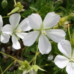 Zeitlose Eleganz In Weiß (Der Englische Klassiker) 23 Zeitlose Eleganz In Weiß (Der Englische Klassiker) -Gartenpflanzen Verkaufsladen 2002359 Zeitlose 20Eleganz 20in 20Weiss Der 20englische 20Klassiker 8