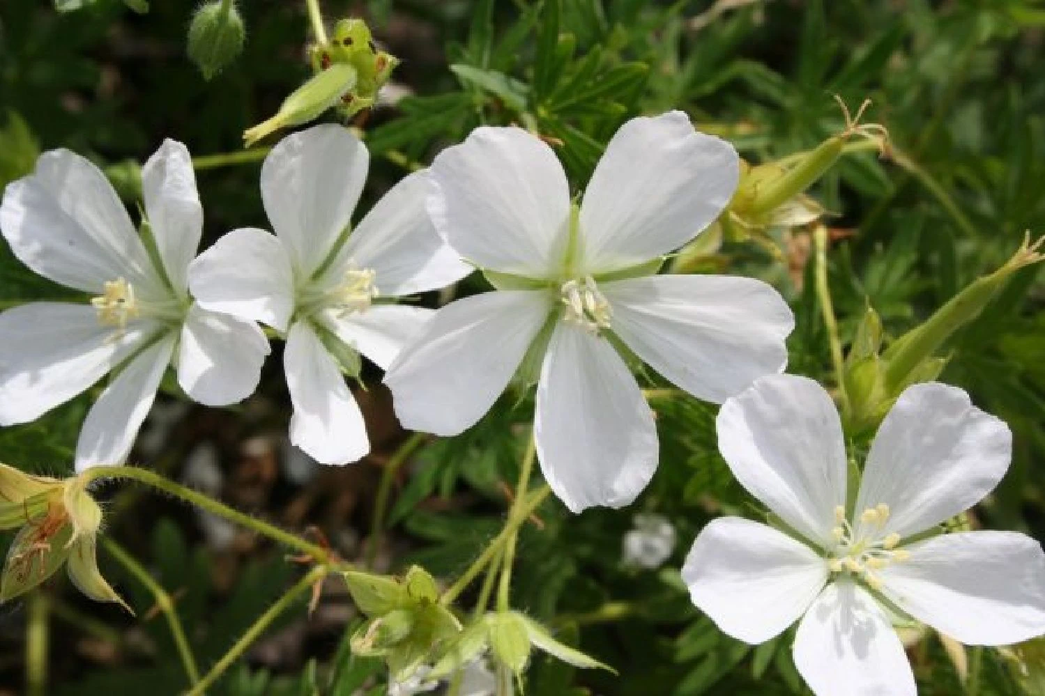 Zeitlose Eleganz In Weiß (Der Englische Klassiker) 10 Zeitlose Eleganz In Weiß (Der Englische Klassiker) – Bild 8