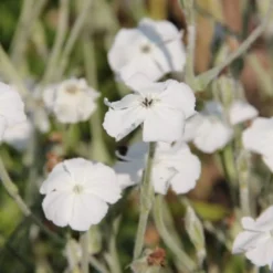 Zeitlose Eleganz In Weiß (Der Englische Klassiker) 24 Zeitlose Eleganz In Weiß (Der Englische Klassiker) -Gartenpflanzen Verkaufsladen 2002359 Zeitlose 20Eleganz 20in 20Weiss Der 20englische 20Klassiker 9