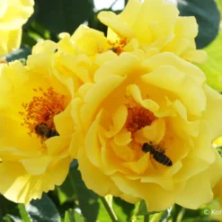 Rose 'Golden Gate' (Kletterrose)