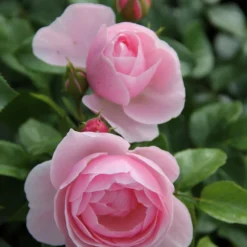 Rose 'Constanze Mozart' (Beetrose)