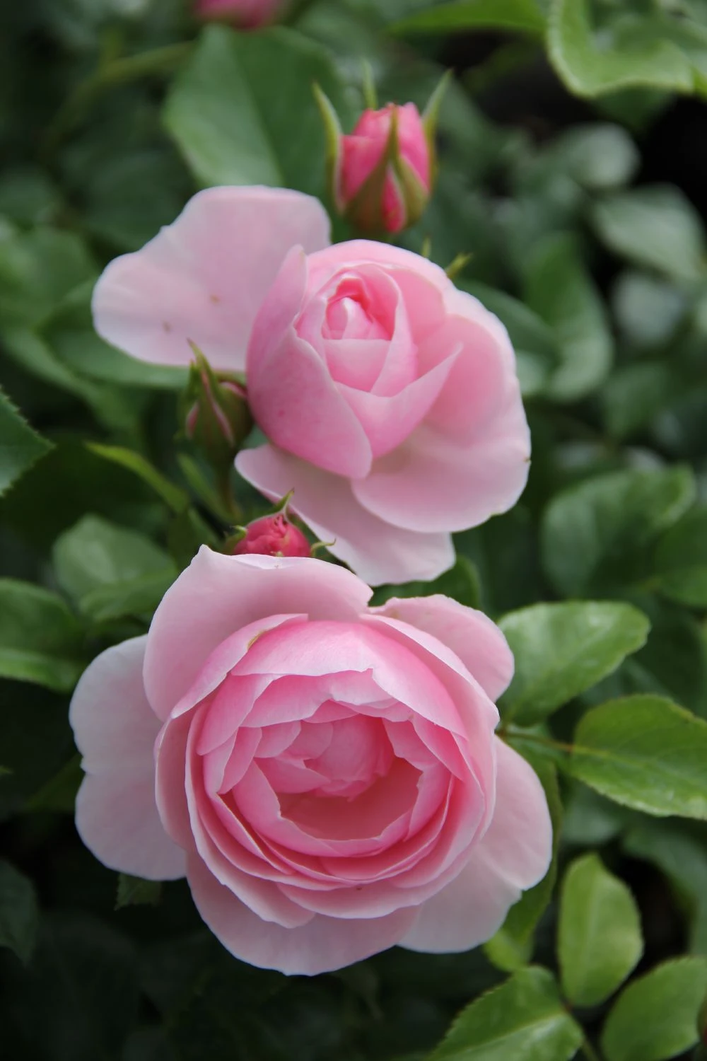 Rose 'Constanze Mozart' (Beetrose) 3 Rose 'Constanze Mozart' (Beetrose)