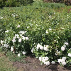 Rose 'Aspirin-Rose' (Beetrose) -Gartenpflanzen Verkaufsladen 2002415 Rose 20Aspirin Rose Beetrose 3