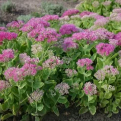 Alles Easy - Das Anfängerbeet (Gartenneulinge Aufgepasst!) 22 Alles Easy - Das Anfängerbeet (Gartenneulinge Aufgepasst!) -Gartenpflanzen Verkaufsladen 2002440 Alles 20Easy 20 20Das 20Anfaengerbeet Gartenneulinge 20aufgepasst 10