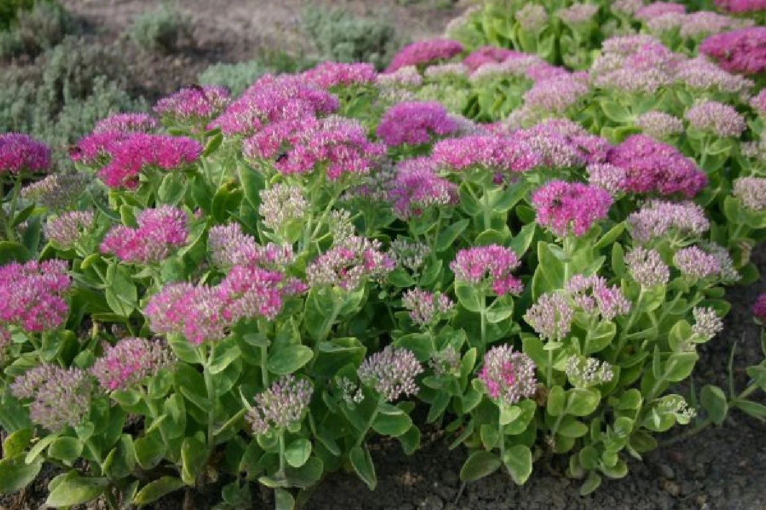 Alles Easy - Das Anfängerbeet (Gartenneulinge Aufgepasst!) 12 Alles Easy - Das Anfängerbeet (Gartenneulinge Aufgepasst!) – Bild 10