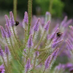 Alles Easy - Das Anfängerbeet (Gartenneulinge Aufgepasst!) 23 Alles Easy - Das Anfängerbeet (Gartenneulinge Aufgepasst!) -Gartenpflanzen Verkaufsladen 2002440 Alles 20Easy 20 20Das 20Anfaengerbeet Gartenneulinge 20aufgepasst 11