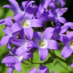 Alles Easy - Das Anfängerbeet (Gartenneulinge Aufgepasst!) 17 Alles Easy - Das Anfängerbeet (Gartenneulinge Aufgepasst!) -Gartenpflanzen Verkaufsladen 2002440 Alles 20Easy 20 20Das 20Anfaengerbeet Gartenneulinge 20aufgepasst 5