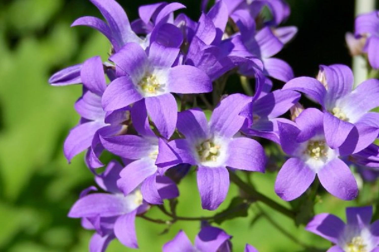 Alles Easy - Das Anfängerbeet (Gartenneulinge Aufgepasst!) 7 Alles Easy - Das Anfängerbeet (Gartenneulinge Aufgepasst!) – Bild 5