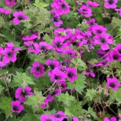 Alles Easy - Das Anfängerbeet (Gartenneulinge Aufgepasst!) 18 Alles Easy - Das Anfängerbeet (Gartenneulinge Aufgepasst!) -Gartenpflanzen Verkaufsladen 2002440 Alles 20Easy 20 20Das 20Anfaengerbeet Gartenneulinge 20aufgepasst 6