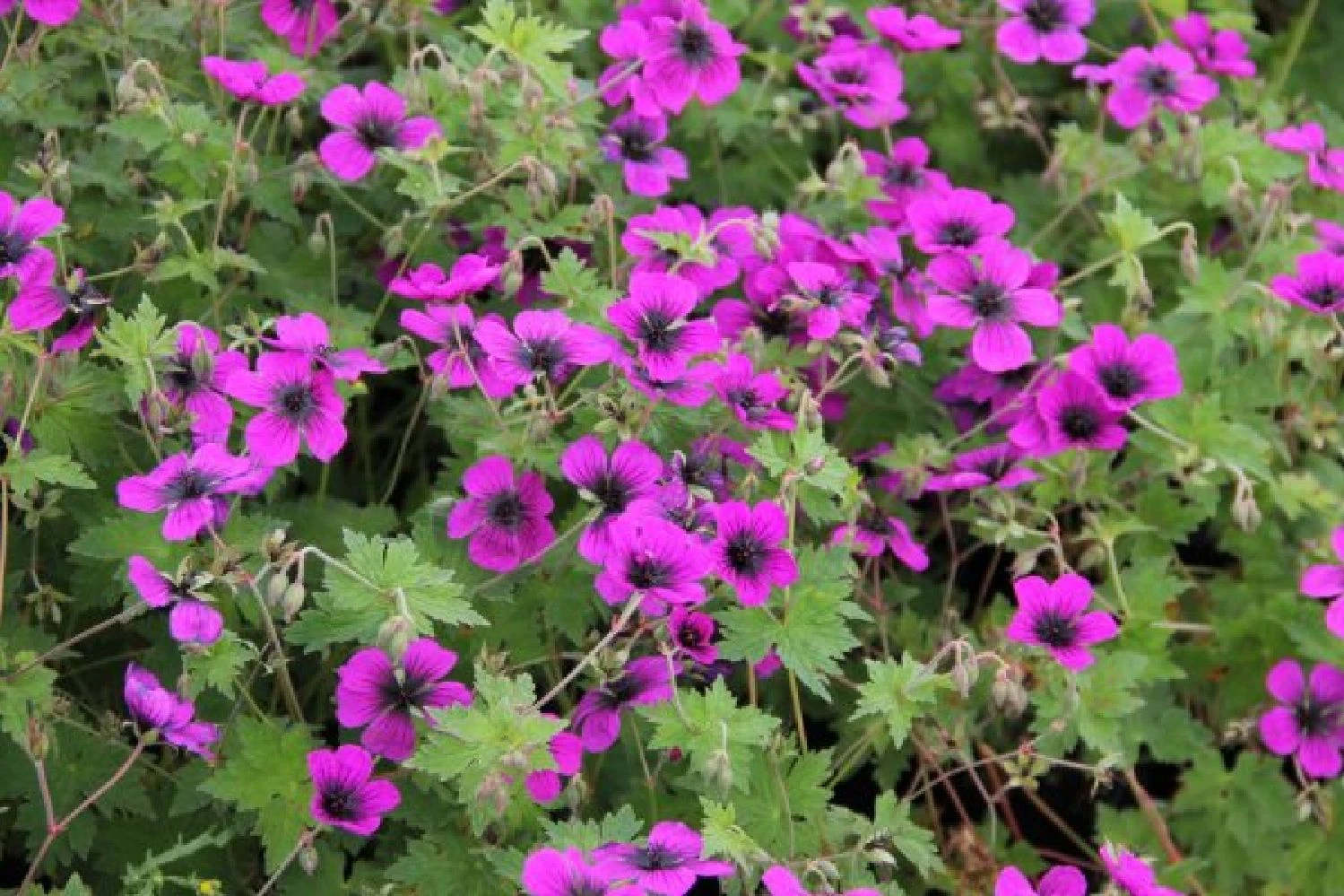 Alles Easy - Das Anfängerbeet (Gartenneulinge Aufgepasst!) 8 Alles Easy - Das Anfängerbeet (Gartenneulinge Aufgepasst!) – Bild 6