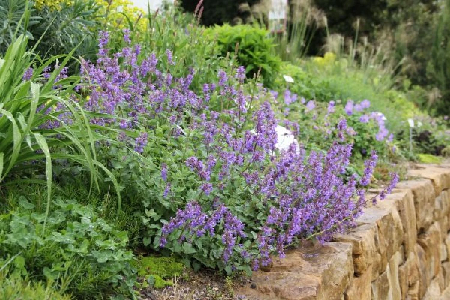 Alles Easy - Das Anfängerbeet (Gartenneulinge Aufgepasst!) 10 Alles Easy - Das Anfängerbeet (Gartenneulinge Aufgepasst!) – Bild 8