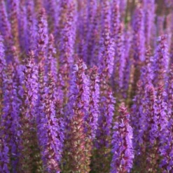 Alles Easy - Das Anfängerbeet (Gartenneulinge Aufgepasst!) 21 Alles Easy - Das Anfängerbeet (Gartenneulinge Aufgepasst!) -Gartenpflanzen Verkaufsladen 2002440 Alles 20Easy 20 20Das 20Anfaengerbeet Gartenneulinge 20aufgepasst 9