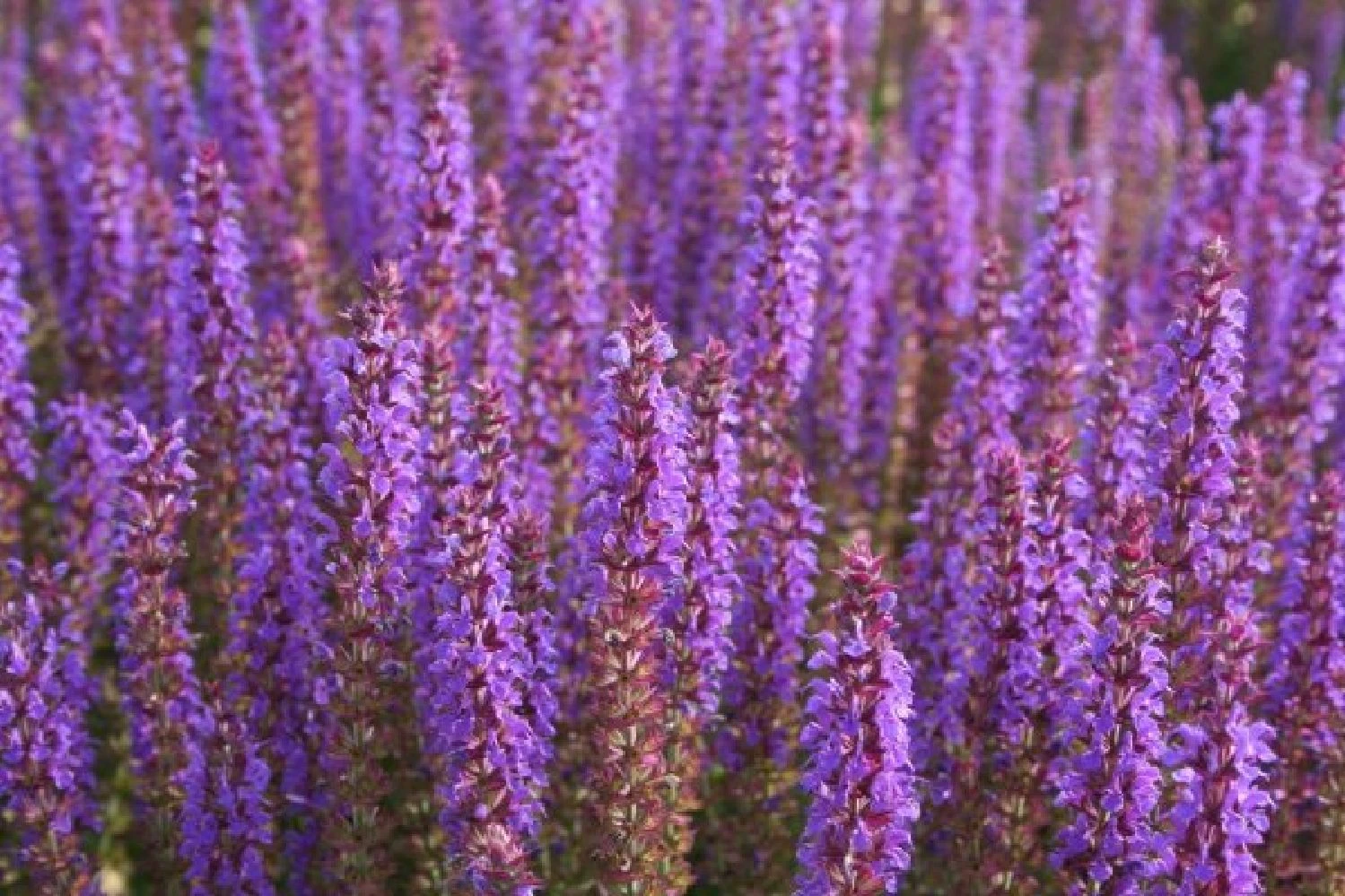 Alles Easy - Das Anfängerbeet (Gartenneulinge Aufgepasst!) 11 Alles Easy - Das Anfängerbeet (Gartenneulinge Aufgepasst!) – Bild 9