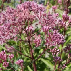 New German Style (Wundervolle Wildstaudenpracht) -Gartenpflanzen Verkaufsladen 2002441 New 20German 20Style Wundervolle 20Wildstaudenpracht 10