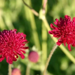 New German Style (Wundervolle Wildstaudenpracht) -Gartenpflanzen Verkaufsladen 2002441 New 20German 20Style Wundervolle 20Wildstaudenpracht 12