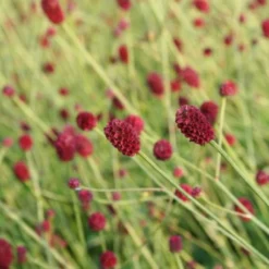 New German Style (Wundervolle Wildstaudenpracht) -Gartenpflanzen Verkaufsladen 2002441 New 20German 20Style Wundervolle 20Wildstaudenpracht 17