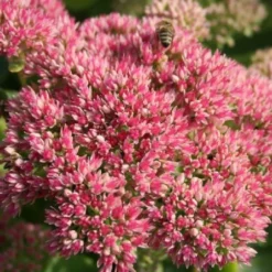 New German Style (Wundervolle Wildstaudenpracht) -Gartenpflanzen Verkaufsladen 2002441 New 20German 20Style Wundervolle 20Wildstaudenpracht 18