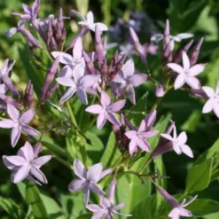 New German Style (Wundervolle Wildstaudenpracht) -Gartenpflanzen Verkaufsladen 2002441 New 20German 20Style Wundervolle 20Wildstaudenpracht 5