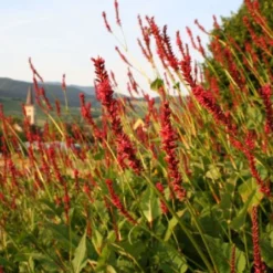 New German Style (Wundervolle Wildstaudenpracht) -Gartenpflanzen Verkaufsladen 2002441 New 20German 20Style Wundervolle 20Wildstaudenpracht 7