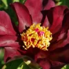 Paeonia Itoh-Hybride 'Dark Eyes' (Intersektionelle Pfingstrose) -Gartenpflanzen Verkaufsladen 2002538 Paeonia 20Itoh Hybride 20Dark 20Eyes Intersektionelle 20Pfingstrose 1