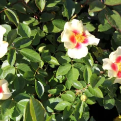 Rose 'Queen Of Sheba' (Persische Rose) -Gartenpflanzen Verkaufsladen 2002542 Rose 20Queen 20of 20Sheba Persische 20Rose 3