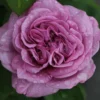 Rose 'Lavender Ice' (Zwergrose | Patiorose) -Gartenpflanzen Verkaufsladen 2002547 Rose 20Lavender 20Ice Zwergrose 20 20Patiorose 1