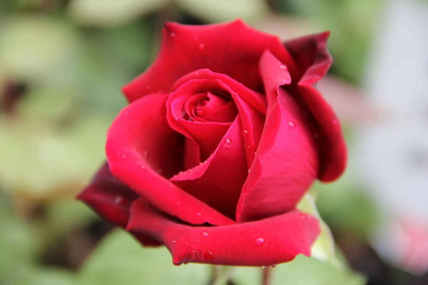 Rose 'Mildred Scheel' (Edelrose) 4 Rose 'Mildred Scheel' (Edelrose) – Bild 2